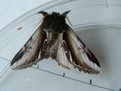 Lesser Swallow Prominent